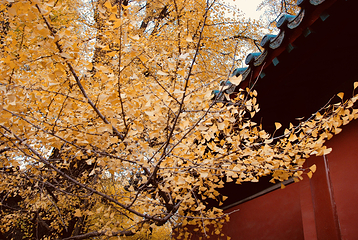 大觉寺第 44 张图片