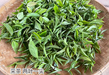 积庆里红茶谷第 18 张图片