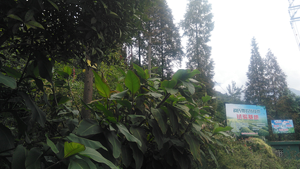 茶溪谷第 80 张图片
