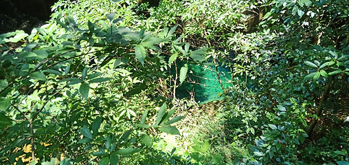 牯牛降国家级自然保护区第 32 张图片