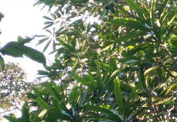 海南热带植物园第 9 张图片