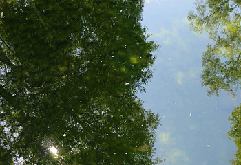 哈巴河白桦林第 16 张图片