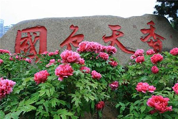 东湖牡丹园第 18 张图片