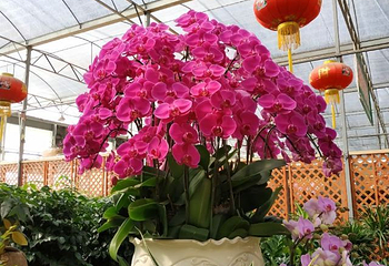 陈村花卉世界第 44 张图片