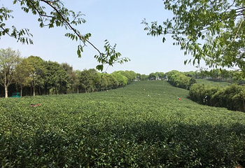 高淳国际慢城第 39 张图片
