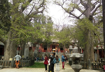 嵩阳景区第 46 张图片