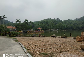 仙湖植物园第 31 张图片