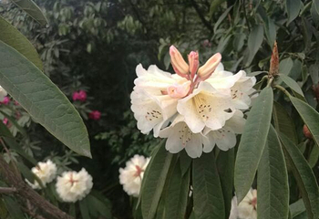 金海雪山四季花谷第 29 张图片
