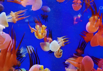 海滨城浩海立方海洋公园第 78 张图片