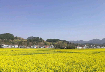 汉中油菜花海第 11 张图片