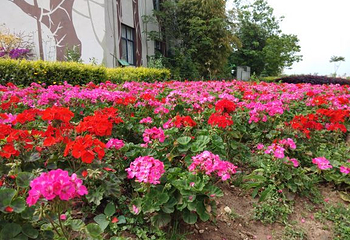 蔚然花海第 318 张图片