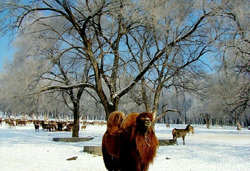 平山神鹿滑雪场第 23 张图片