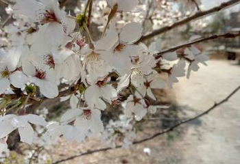 吉森樱花源第 3 张图片
