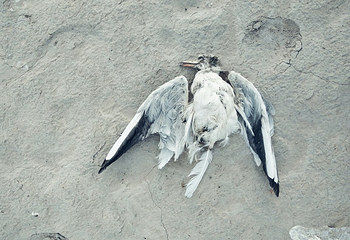 龙凤湿地第 24 张图片