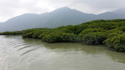 漳州红树林第 2 张图片