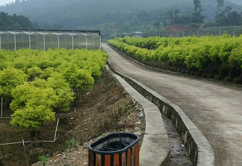 灵石山国家森林公园第 24 张图片