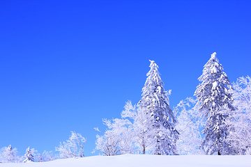 雪乡狗熊岭景区第 14 张图片