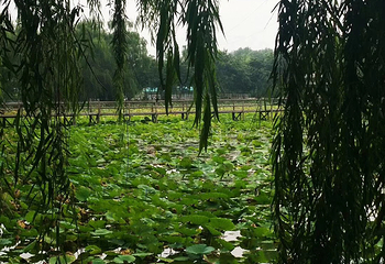 野草河湿地风景区第 22 张图片