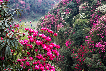 百里杜鹃风景区第 98 张图片