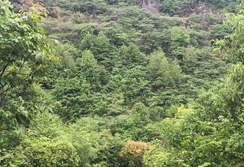 大别山瀑布群第 21 张图片