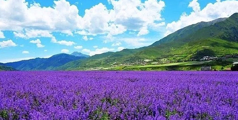 圣地花海第 23 张图片