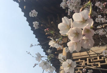 唐韵樱花园第 16 张图片