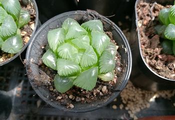 曹庄花卉市场第 16 张图片