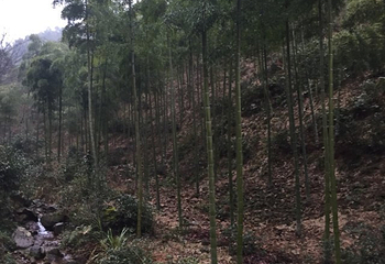 仙霞关第 47 张图片