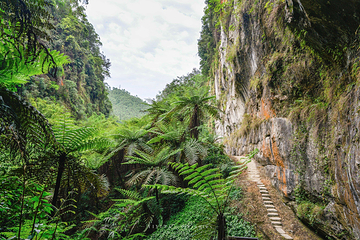 桫椤峡谷景区第 12 张图片