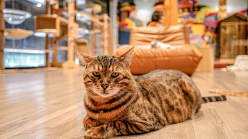 火车头猫咪世界·猫咖(顺德旭日科技园店)