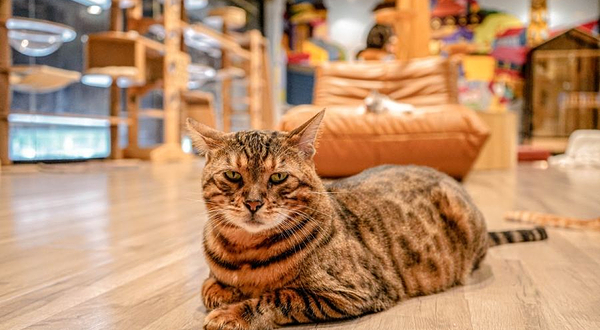 火车头猫咪世界·猫咖(顺德旭日科技园店)