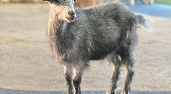 Lollypet萌宠乐园 (龙岗龙城万科里店)