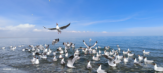 青海湖圣泉湾第 5 张图片