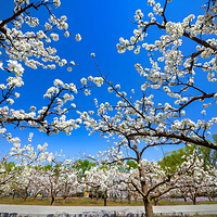 鼎翔生态旅游度假区