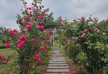 八卦洲陌上花渡第 38 张图片