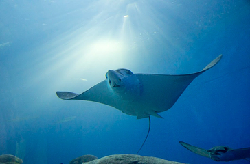 澎湖水族馆第 5 张图片