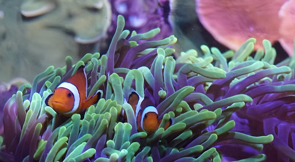 塞维利亚水族馆