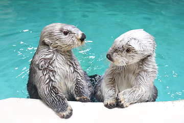 鸟羽水族馆第 1 张图片