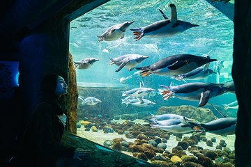 悉尼水族馆第 34 张图片