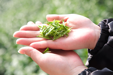 安吉宋茗茶博园第 9 张图片