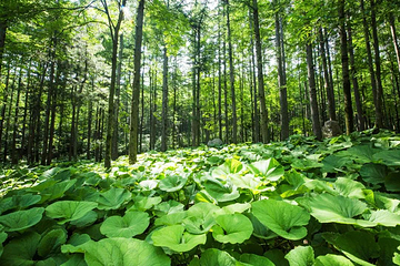 洛阳白云山风景区第 33 张图片