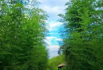 峨山彝人谷竹海景区第 34 张图片