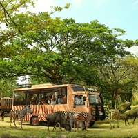 巴厘岛野生动物园