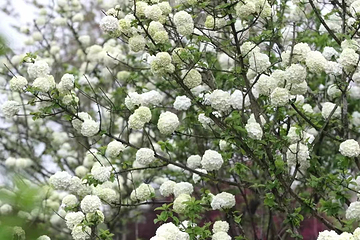 九龙湾花星球第 108 张图片