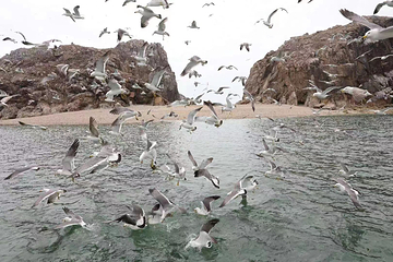 西海渔港赶海地第 15 张图片