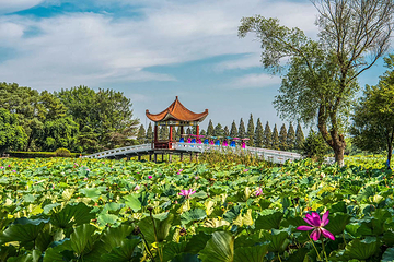 洪湖生态旅游区第 3 张图片