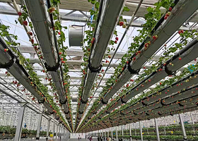 绿沃川空中草莓采摘园