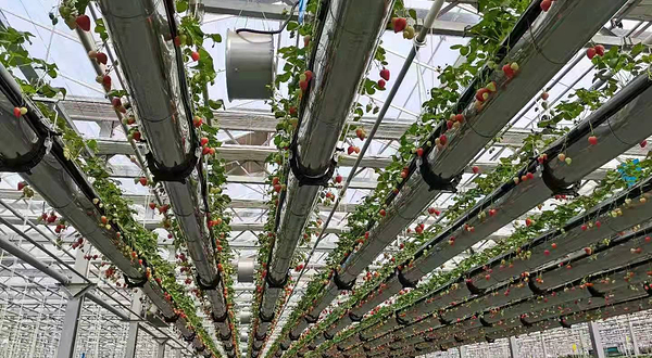 绿沃川空中草莓采摘园