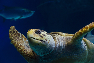 佛州水族馆第 4 张图片