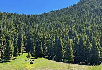 南山牧场西白杨沟景区第 55 张图片